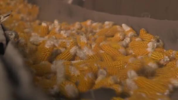 玉米加工线透视 季节性的玉米收获 输送带上的玉米泵 食品加工厂粮食工业生产 玉米收获 室内录像 — 图库视频影像