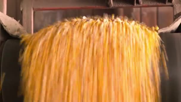 Produkcja Przemysłowa Kukurydzy Linia Czyszczenia Nasion Kukurydzy Fabryka Przetwórstwa Przetwarzanie — Wideo stockowe