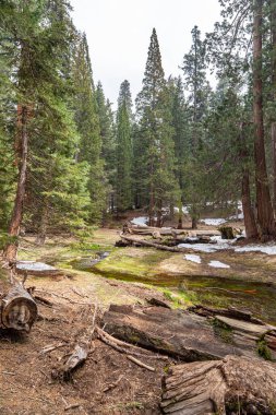 Dağ nehri, Kaliforniya Ulusal Parkı 'ndaki dev Sequoialar arasında akan dere. Sequoia Ulusal Parkı 'ndaki yaşlı sekoya ağacı. Redwood Ulusal Parkı 'ndaki orman manzarası