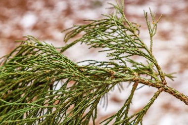 Hiç bitmeyen yeşil sekoya dalları. Sequoia yeşilliği yakın çekim. Dev sekoya yeşil yaprakları ve dalları. Sequoiadendron giganteum veya Sierra Redwood iğneleri. Kapatın. Ayrıntı.
