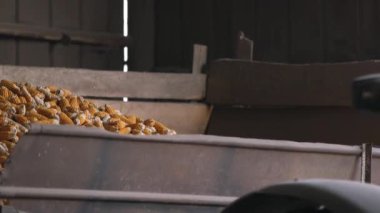 Yükleyici mısır kovanlarını yüklüyor. Forklift depoda mısır koçanı dağıtıyor. Büyük bir tarımsal tahıl deposu. Mısır yükleniyor. Tarım ve hasat. Kapat.