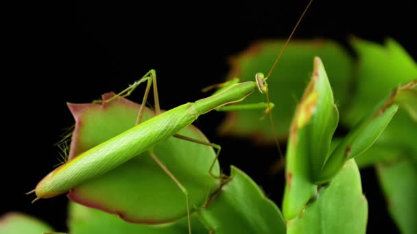 Mantis Habitudes Dans Nature Mante Priante Dans Habitat Naturel Mante — Video