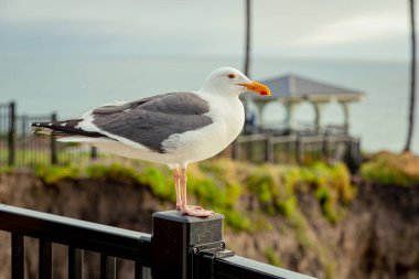 Kaliforniya Pismo Sahili 'ndeki rıhtımda duran martı. San Luis Obispo County, Kaliforniya 'daki Pismo Sahili sahillerinde kayalıklar ve plajlar. Okyanusun arka planında halka açık bir yerde martı..