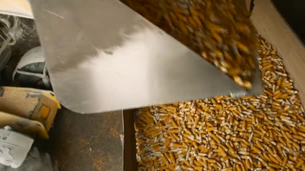 Loader Loads Corn Shells Transshipment Corn Cobs Agricultural Enterprise Ukraine — Stock Video