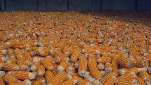大規模なトウモロコシ倉庫 乾いたトウモロコシのコブは倉庫に閉じ込められています 農業産業の収穫のコーン — ストック動画