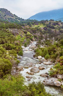 Yosemite Vadisi 'ndeki dağ nehri ağaçlar ve kayalar arasında akar. Sierra Nevada Dağları 'ndaki sis. İlkbaharda Yosemite Şelalesi