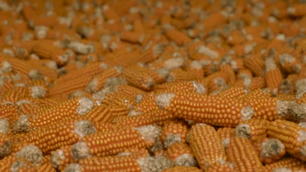 Suche Kolby Kukurydzy Zbliżenie Wiele Dojrzałych Żółtych Głów Kukurydzy Stodole — Wideo stockowe