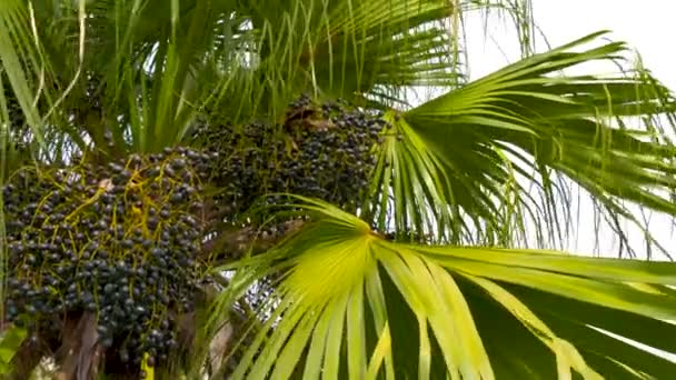 Abanico Chino Frutas Palma Livistona Chinensis Vista Inferior Primer Plano — Vídeos de Stock
