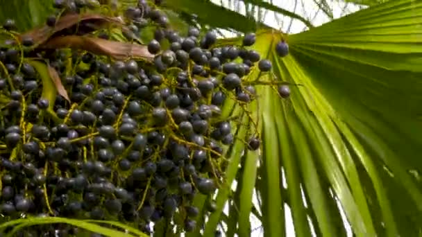 Chiński Fan Palm Owoce Livistona Chinensis Dojrzałe Świeże Owoce Livistona — Wideo stockowe