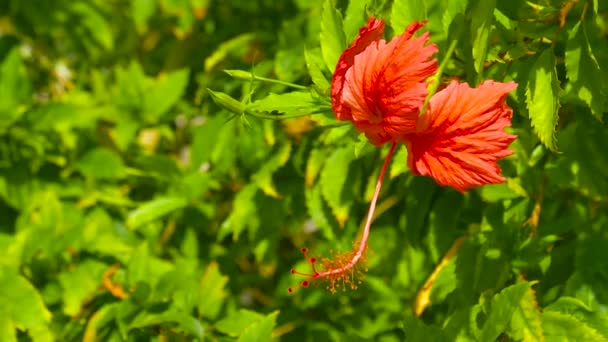 Flori Hibiscus Portocaliu Florile Hibiscus Portocaliu Înfloresc Cresc Natură Pistoale — Videoclip de stoc