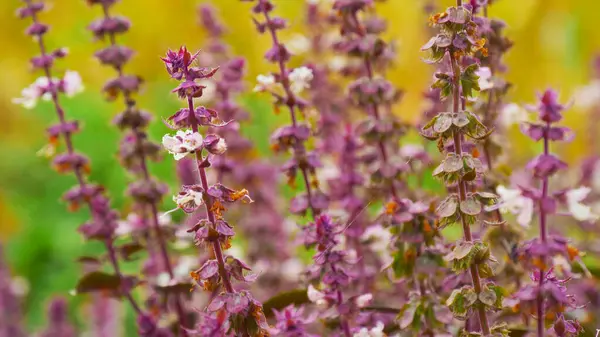Basil plant with flower growing in an orchard, macro close up. Close up of Sweet Basil purple plants with flowers growing texture Local vegetable planting farm. Natural vegetable garden background