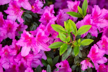 Mor çiçekler açelya japanı. Çiçek açan bir bitki, pembe yapraklar ve yeşil yapraklar güzel bir renk kontrastı yaratıyor. Mor çiçekler açelya japanı. Pembe açelya çiçeğinin tam çiçeklendiği yer.
