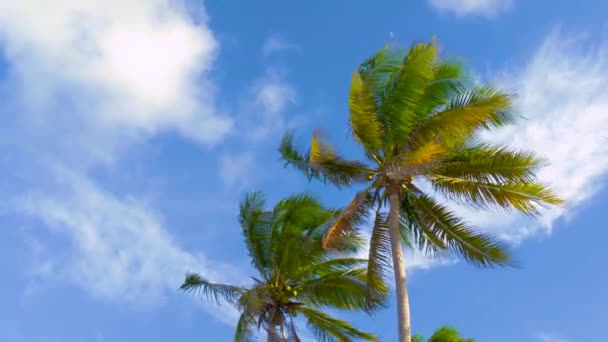 Hindistan Cevizi Palmiyeleri Alt Görünüm Mavi Arka Planda Yeşil Palmiye — Stok video