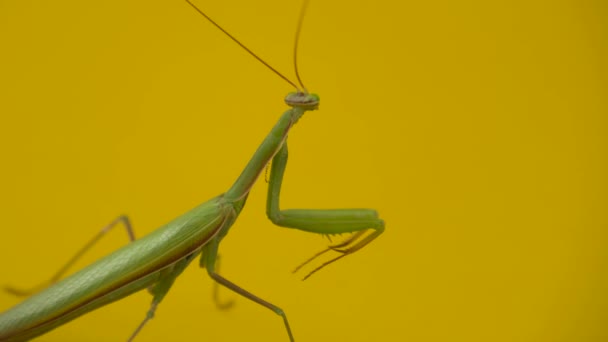 Orando Mantis Mantis Religiosa Sobre Fondo Amarillo Enfoque Suave Rezando — Vídeo de stock