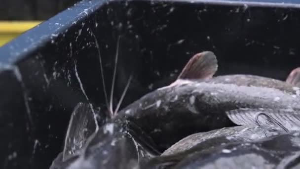 Havskatt Sprutar När Den Ligger Plastlåda Närbild Industriell Fiskodling Havskatt — Stockvideo