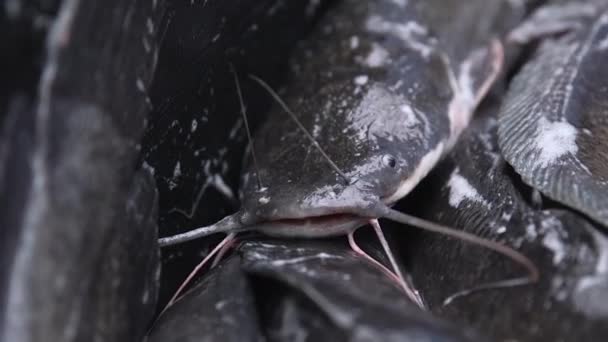 Vissen Kronkelen Terwijl Een Plastic Doos Liggen Close Industriële Visteelt — Stockvideo