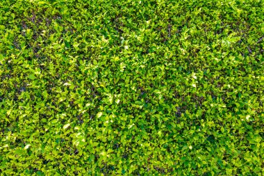 Yeşil yaprak duvar dokusu arka plan. Yeşil bitkilerin doğa manzarası. Çevresel tazelik duvar kağıdı konsepti. Doğada yeşil yaprak dokusu. Yeşil yaprak taze doğa arka planı.
