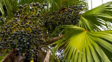 Oval şekle yakın livistona chinensis denilen ağaçtaki koyu mavi meyveler. Rüzgarda sallanan meyveli Çinli hayran palmiyesi, yakın çekim. Palmiye ağacının meyveleri, Specie Livistona Benthamii, kıç manzarası.