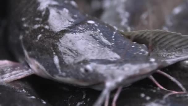 캣피쉬 클로즈업 물고기 시장에서 살아있는 물고기는 요리를 준비가되어 있습니다 물고기 — 비디오