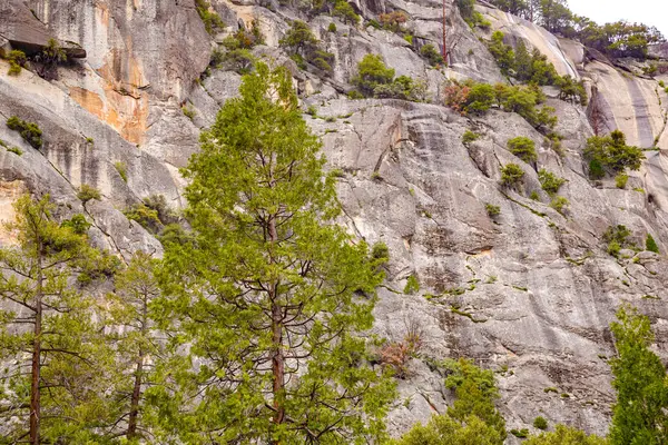 Rocky surface with coniferous trees in the foreground. View of the Yosemite Valley National Park.