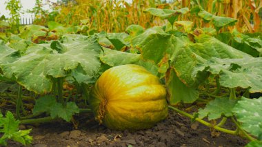 Bahçede sonbahar balkabakları. Balkabağım bahçede yakınlaş. Sebze bahçesinde yetişen sarı balkabağı. Balkabağı yetiştiriyorlar. Balkabağı bitkisi. Dışarıda genç sebzeler yetişiyor. Sonbaharda çiftçilik