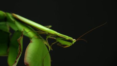 Yeşil peygamber devesinin yakın fotoğrafını çek. Asya peygamberdevesi kara arka planda izole edilmiş. Peygamber devesinin makro görüntüsü. Peygamber devesi yağmur ormanlarında bir dalda oturur.