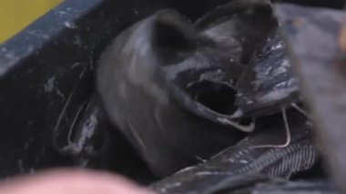 Canlı yayın balığı satılık. Balık pazarında canlı yayın balıklarının çoğu canlı ve canlı görünüyor. Sümüklü ve kıvranıyor. Balık çiftliğinde yayın balığı yetiştirip yakalamak. Büyük miktarlarda kaçak balık.