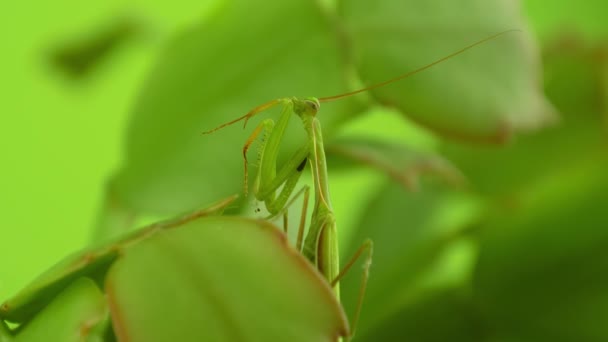 Close View Green Praying Mantis Leaf Sidis Mantis Close Green — Video