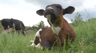 Beyaz benekli kahverengi buzağı yeşil bir çayırda yatıyor. Arkasında otlayan siyah bir inek var. Çimenlerde yatan buzağı çiftliği ineği. Şirin Bebek Hayvan. Çiftlikteki buzağı. El kamerasıyla.