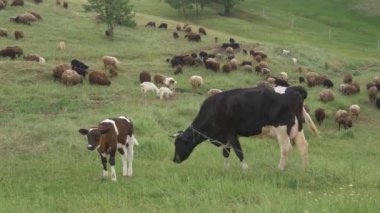 Yavrusu ve anne ineği bir çiftlik otlağında otluyor. Dana ve annesi arka planda bir çiftlikte koyun otluyorlar. El kamerasıyla.