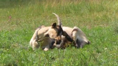 Keçi yeşil çimlerin üzerinde yatarken başını kaşır. Keçi, yemyeşil bir çayırda güneşli bir günün tadını çıkarıyor, yemyeşil çimlerde otluyor. Çiftlikte yerde yatan keçi. Hayvancılık ve çiftlik hayatı kavramı