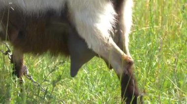 Keçi memesi yakın plan. Büyütülmüş süt kesesi. Keçi sütü sağlık için iyidir. Mandıra Çiftliğinde Süt Sağmaya Hazır Keçi Memeleri
