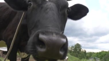 Meraklı boynuzlu inek kamerayı ıslak siyah bir burunla kokluyor ve eğlenceli bir şekilde namlusunu kameraya sokuyor. Çiftlik arka planındaki bir tarlada otlayan siyah bir ineğe yaklaş.