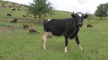 Bulutlu bir yaz gününde taze yeşil bir tarlada otlayan inek. Tuhaf bir ifadeyle yemyeşil otlakta duran inek, arka planda otlayan koyunlar. İnek tepede ot yer, ağır çekimde.