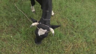 Otlakta yemek yiyen bir ineğin üst görüntüsü. İnekler tarlada otluyor. Siyah ve beyaz inek yakın plan çekimde otluyor..
