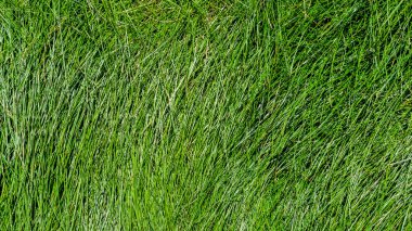 Yeşil yaprak duvar dokusu arka plan. Yeşil çimlerin doğa manzarası. Çevresel tazelik duvar kağıdı konsepti. Doğada yeşil yaprak dokusu. Yeşil yaprak taze doğa arka planı.