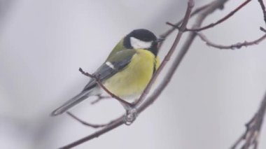 Titmouse poops while sitting on a branch. Great tit Parus major takes flight from branch. Birdwatching in the wild. Great tit bird, Parus major, sits on a branch on a frosty winter day.