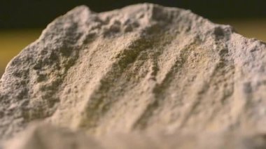 Fosil, ammonit yakın çekim, makro. Üzerinde antik fosil ve bitkilerin izleri olan bir kaya. Arkeologlar tarafından keşfedilen eski yumuşakça fosillerinin yakın çekimi. Antik fosillerin yüzey dokusu