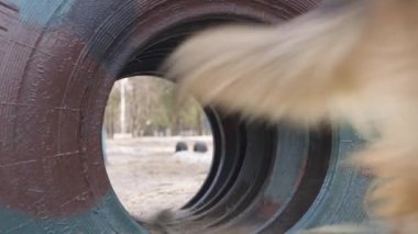 Engelli parkurunda köpek eğitmek. Sınır muhafızları köpek çobanları köpekleri eğitir. Hayvanlarla askeri eğitim. Köpek sahibinin emirlerini yerine getirir. Köpekler için antrenman alanı