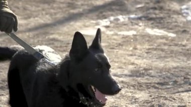 Köpek siyahi çoban köpekleri havlar, yakından çekilir, el kamerasıyla çekilir. Siyah çoban bir askerin yanında, yakın plan, düşük açı, yavaş çekim. Ordudaki köpek, bir askerin yanındaki koltuktur. Kızgın Alman çoban köpeği.