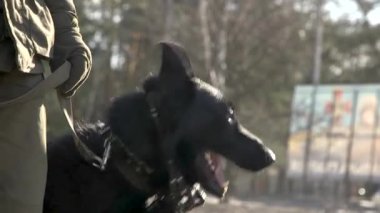 Şeytani bir köpeğin havlamasına yaklaş. Alman çoban köpeği. Köpek siyahi çoban köpekleri havlar, yakından çekilir, el kamerasıyla çekilir. Ordudaki köpek, bir askerin yanındaki koltuktur. Siyah çoban bir askerin yanında, yakın plan.
