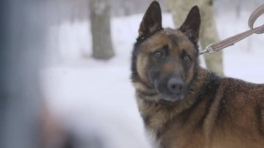 Köpekli askeri köpek bakıcıları düzen içinde. Askeri kampı eğitiyorum. Köpek Eğitim Merkezi. Askerler askeri sinolojik tatbikatlarda köpeklerle aynı safta kalırlar. Ordudaki köpek bir askerin yanında oturuyor..