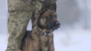 Köpekli askeri köpek bakıcıları düzen içinde. Askeri kampı eğitiyorum. Köpek Eğitim Merkezi. Askerler askeri sinolojik tatbikatlarda köpeklerle aynı safta kalırlar. Ordudaki köpek bir askerin yanında oturuyor..