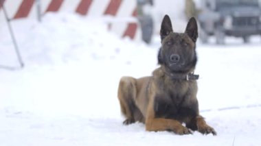 Belçikalı Çoban Malinois yere yatma emrine uyup kameraya doğru koşuyor. Malinois Belçikalı çoban köpeği sınırı koruyor. Sınır askerleri köpeklerin ihlalleri tespit edebildiklerini gösteriyor.