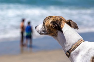 Kırbaç köpeği. Whippet kumlu bir sahilde duruyor, sahibini deniz kenarında seyrediyor Grace ve sahil şeridindeki bir Whippet 'in sakin doğası.