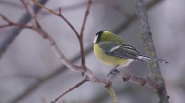 Great tit Parus major takes flight from branch. Bird - Great Tit sitting on a branch of a bush cloudy autumn day. Cute Tit bird on branch feathers blow in wind flying away close up. Birdwatching