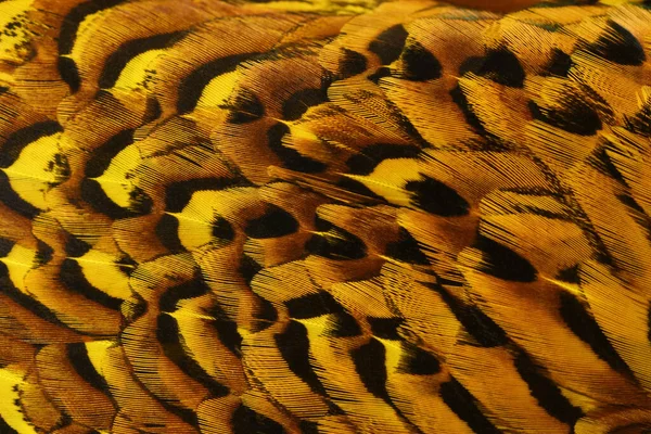 Žlutohnědé Peří Zdobí Překrásný Pahýl — Stock fotografie