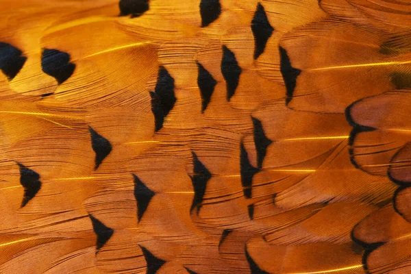 Güzel Bir Turuncu Tüy Koleksiyonu Kuş Vahşi — Stok fotoğraf