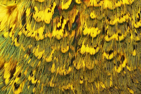 Sarı Yeşil Tüyler Doğa Deseni — Stok fotoğraf