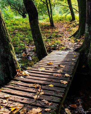 Small wooden bridge between tree trunks with dry leaves during autumnal season in Trollskogen Vresbokarna. Celestial trail in the woods or ethereal path in a forest lit by sun rays conveys relaxation - Torna Hllestad, Sweden